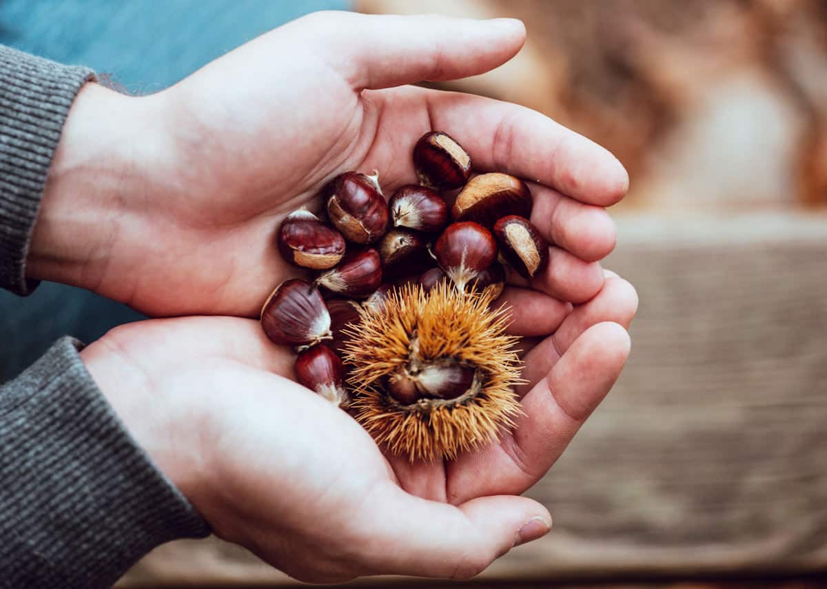 Il momento giusto per fare scorpacciate di castagne? L'autunno!